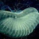 This close-up view of a “giant larvacean” shows the inner filter of its complex, two-tiered feeding system.